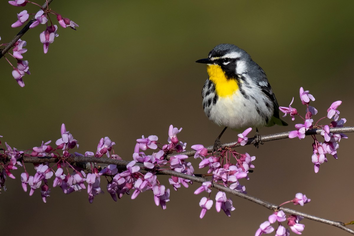 キノドアメリカムシクイ - ML422517661