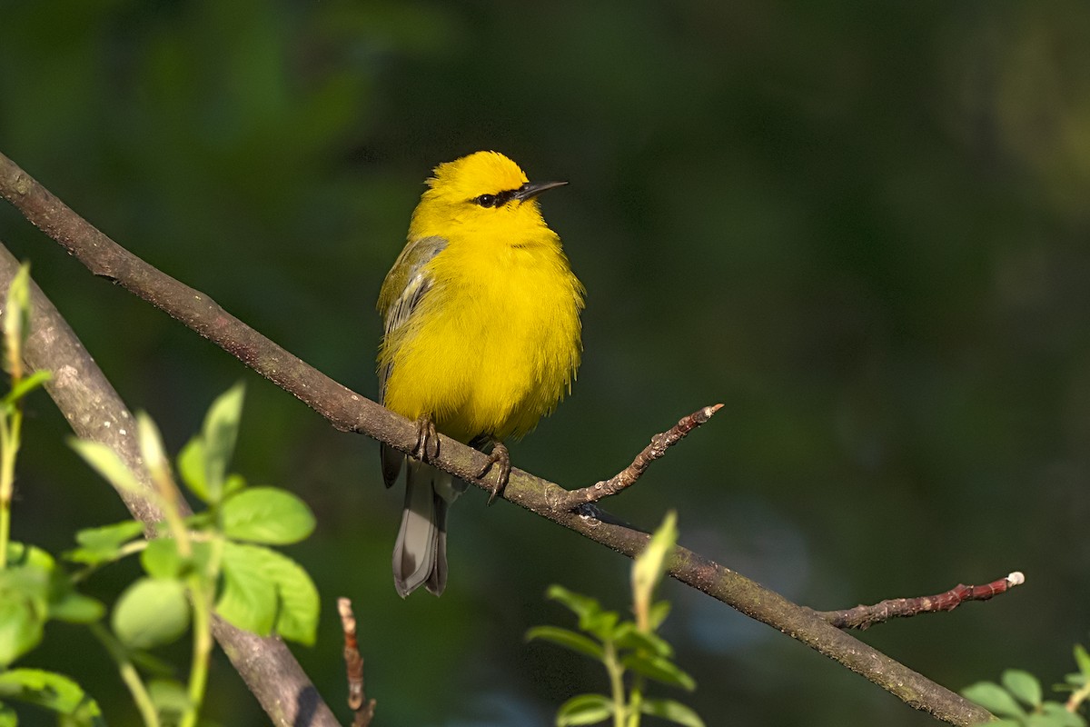 アオバネアメリカムシクイ - ML422517721