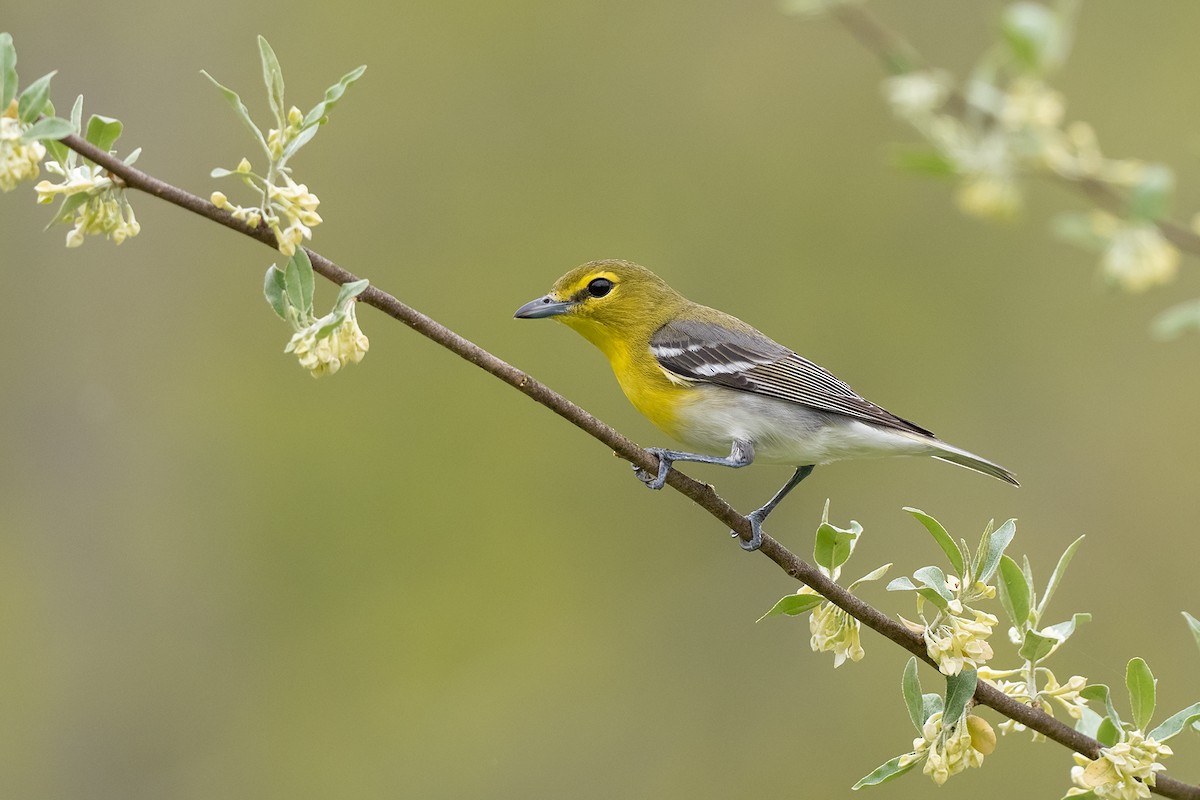 Gelbkehlvireo - ML422518511