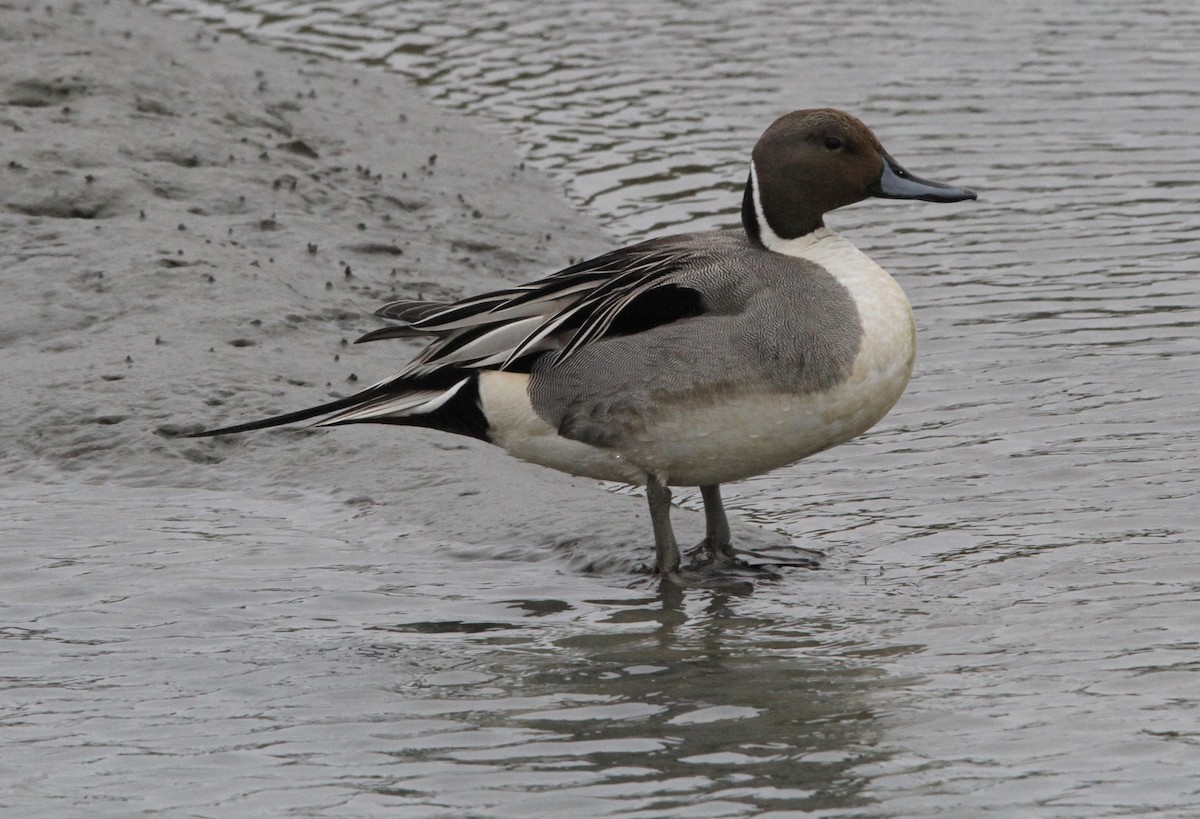 Northern Pintail - ML422519411