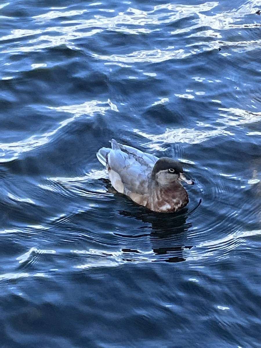 Wood Duck x Mallard (hybrid) - ML422519541