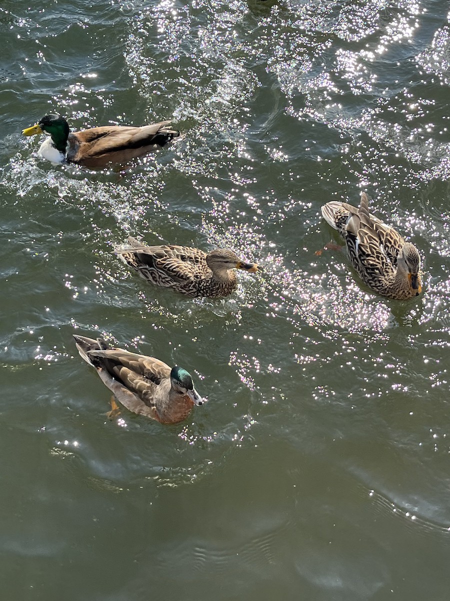 Wood Duck x Mallard (hybrid) - ML422519561