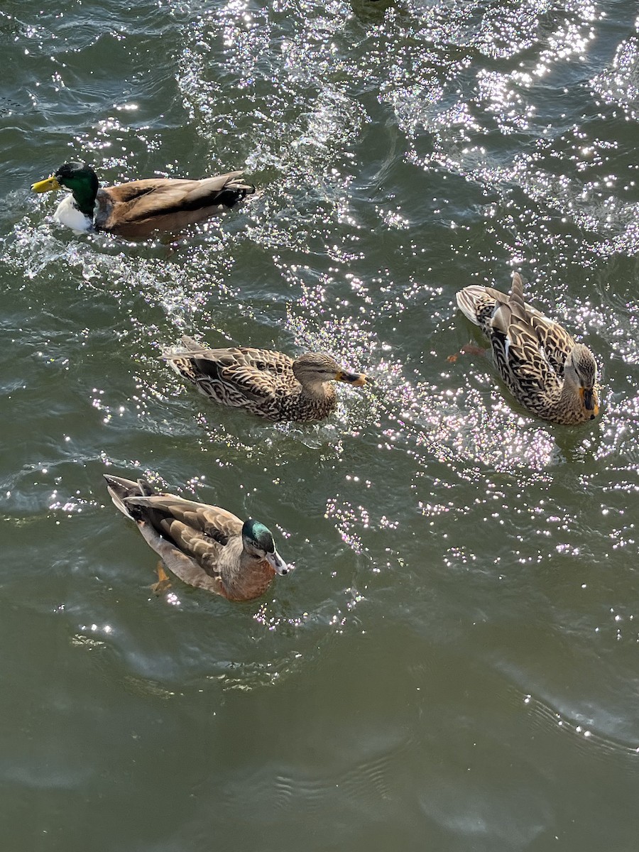 Wood Duck x Mallard (hybrid) - ML422519561