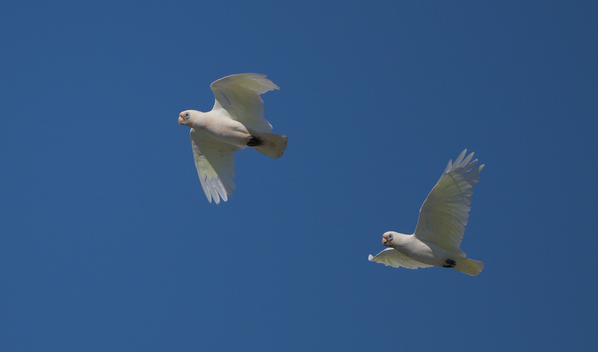 Little Corella - ML422519751