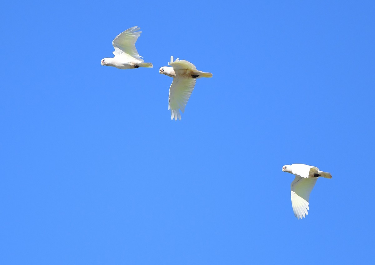 Little Corella - ML422519811