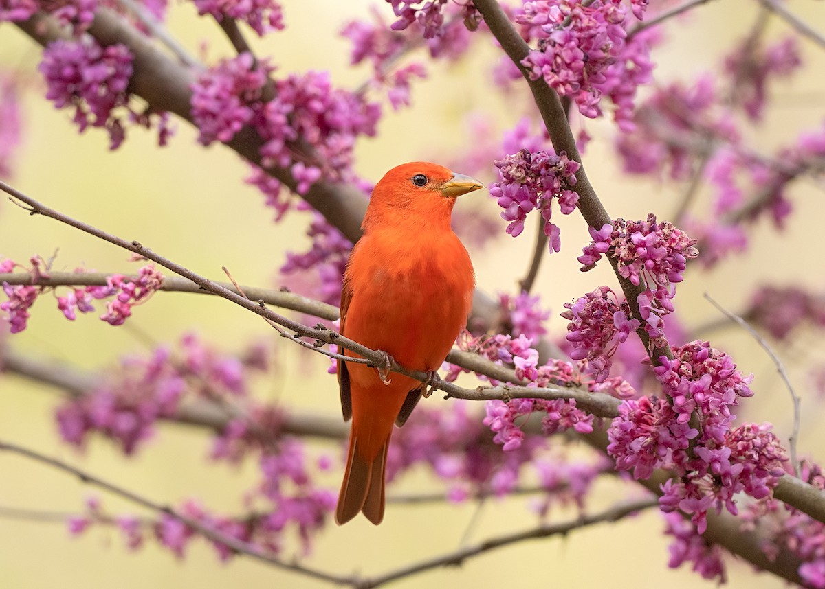 Summer Tanager - ML422520011