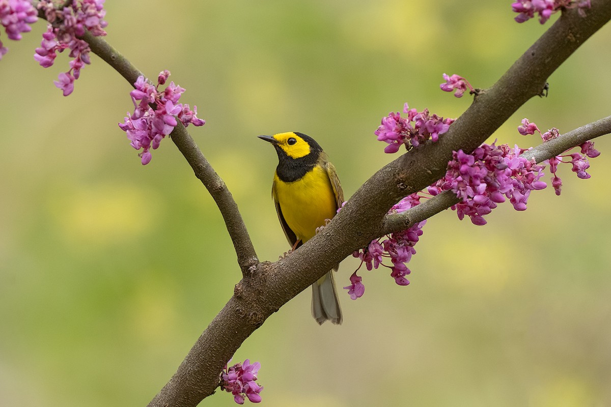 Hooded Warbler - Julio Mulero