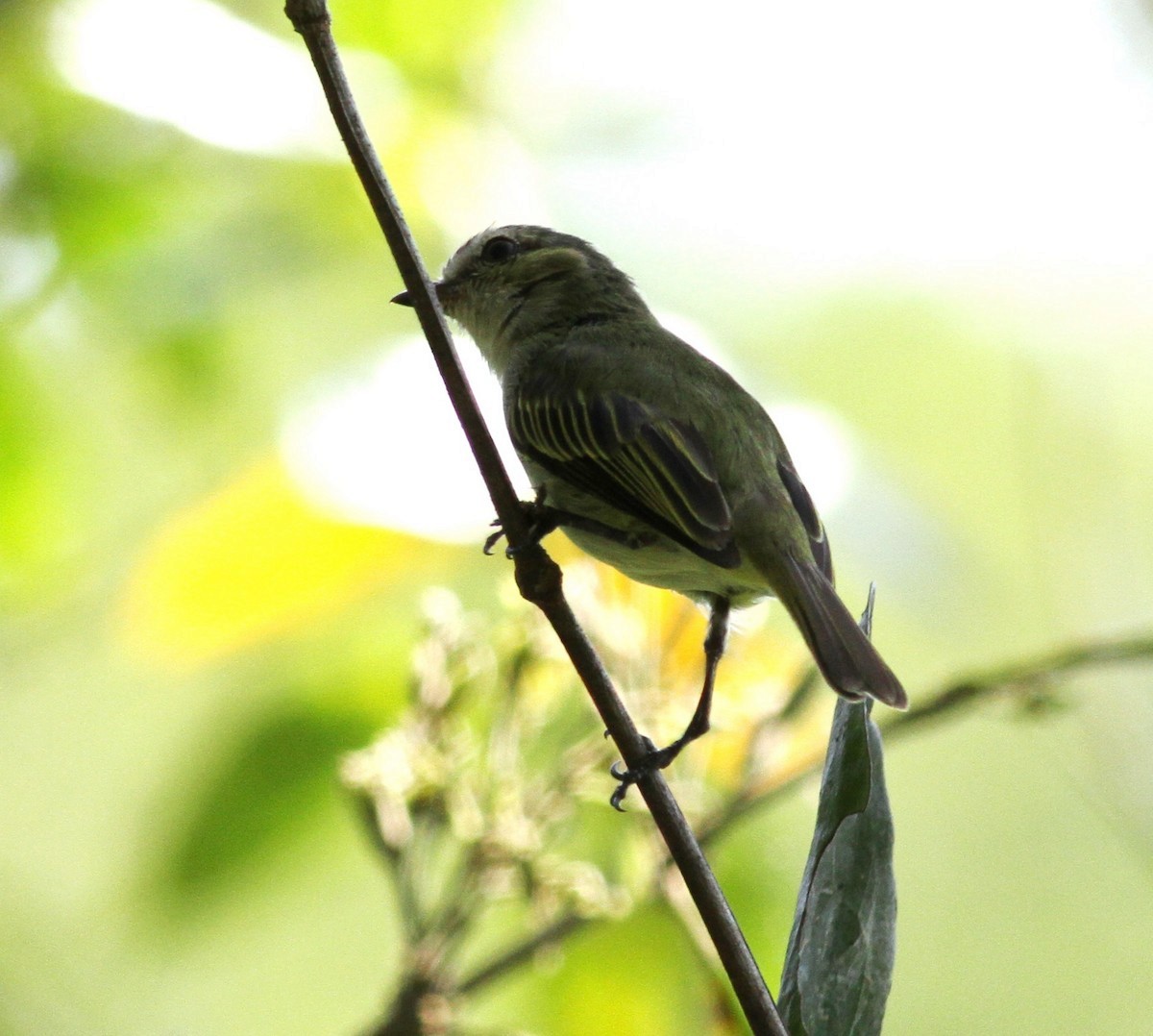 Mistletoe Tyrannulet - ML422522891