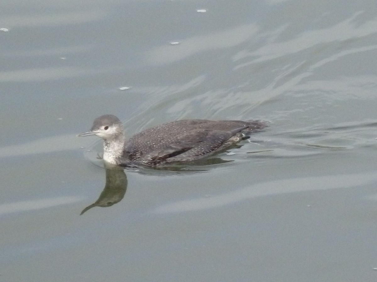 Red-throated Loon - Kiandra Mitchell