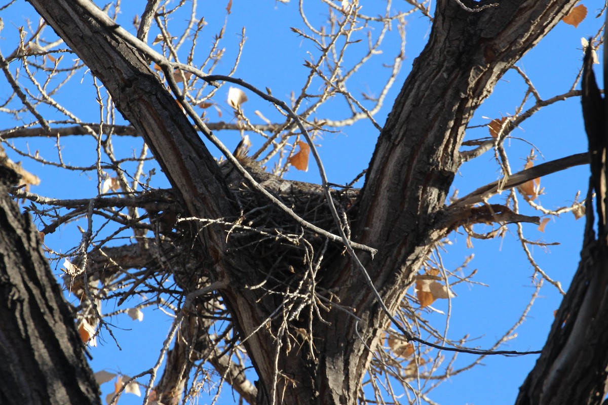 Great Horned Owl - ML422524311