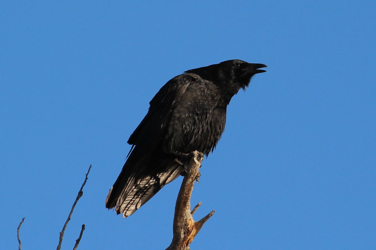 American Crow - ML422524361