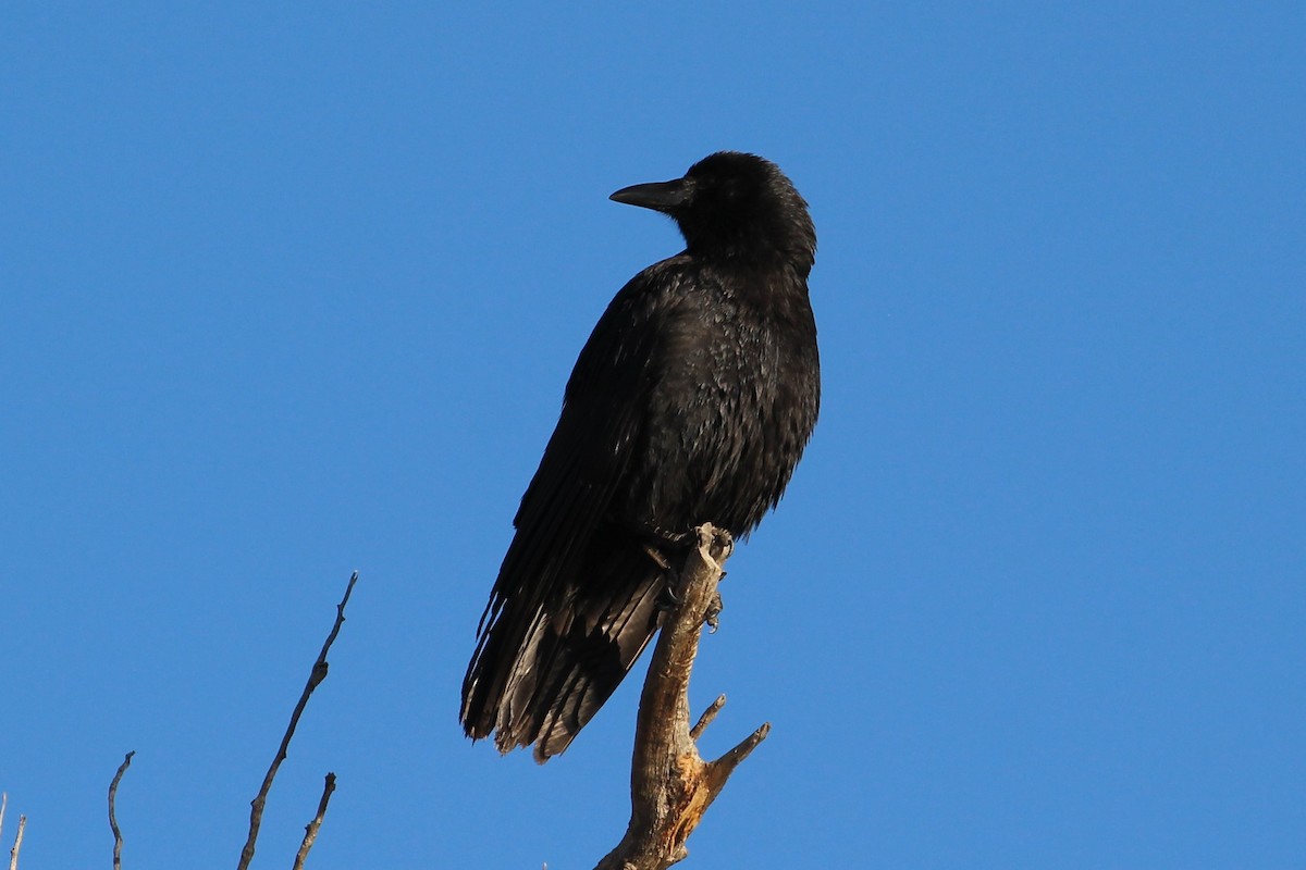 American Crow - ML422524371