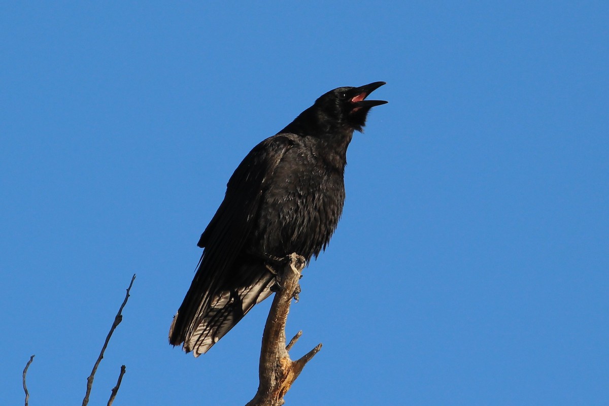 American Crow - ML422524381