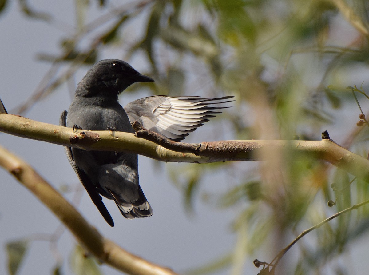 Common Cicadabird - ML42252461