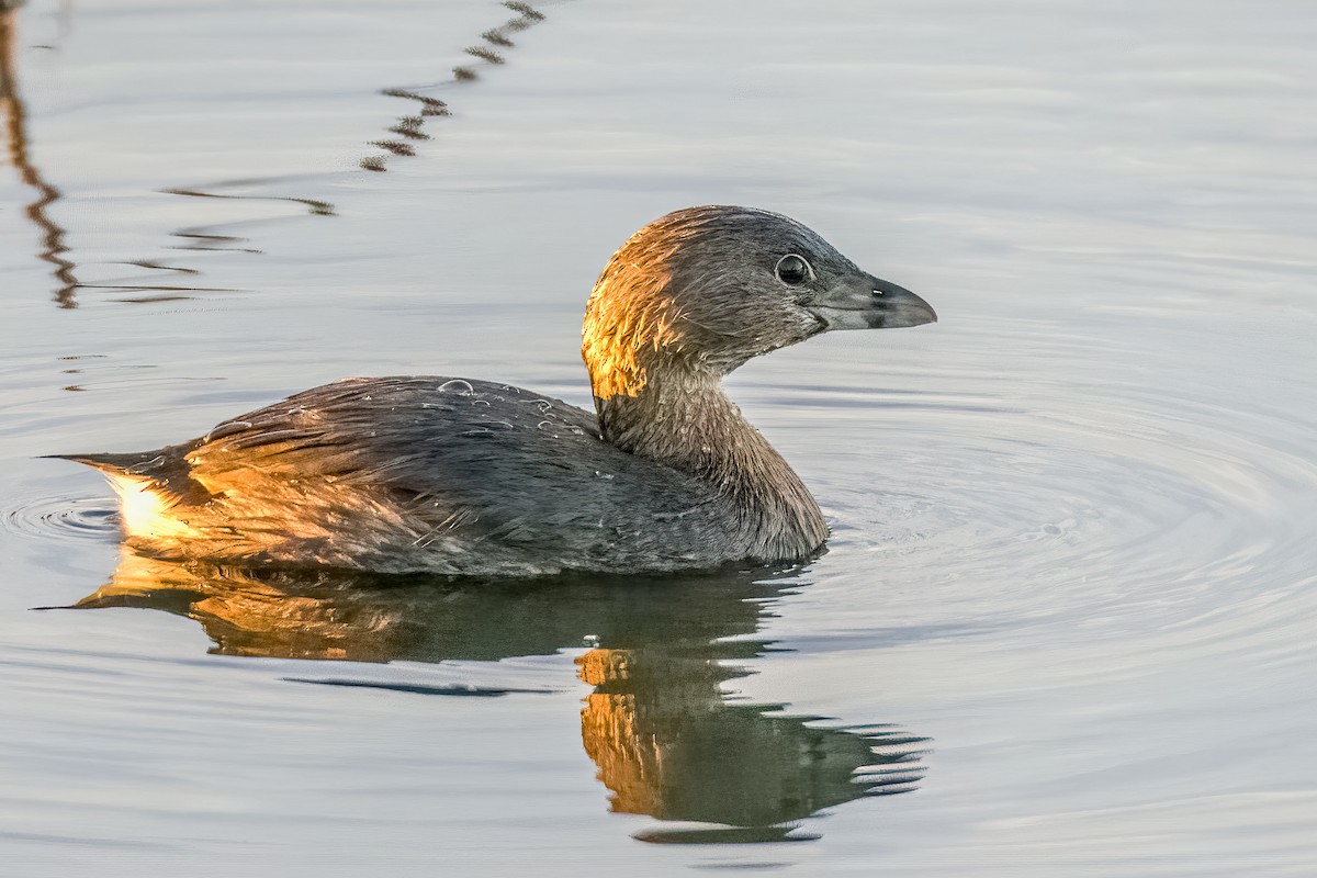 Pied-billed Grebe - ML422525101