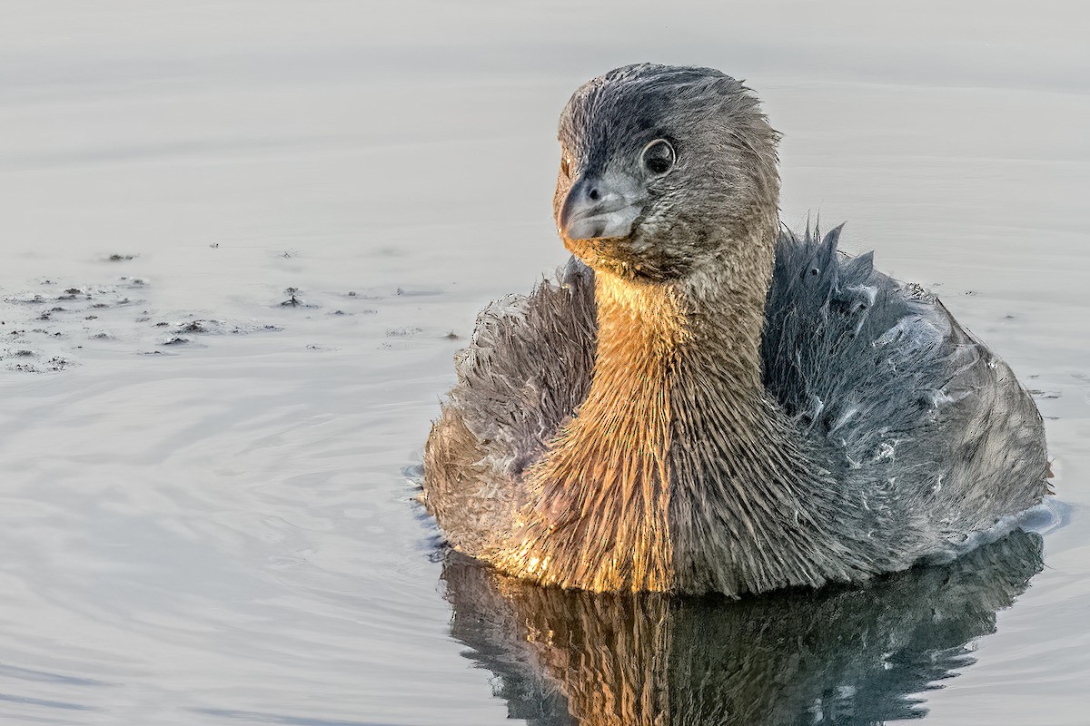 Pied-billed Grebe - ML422525111