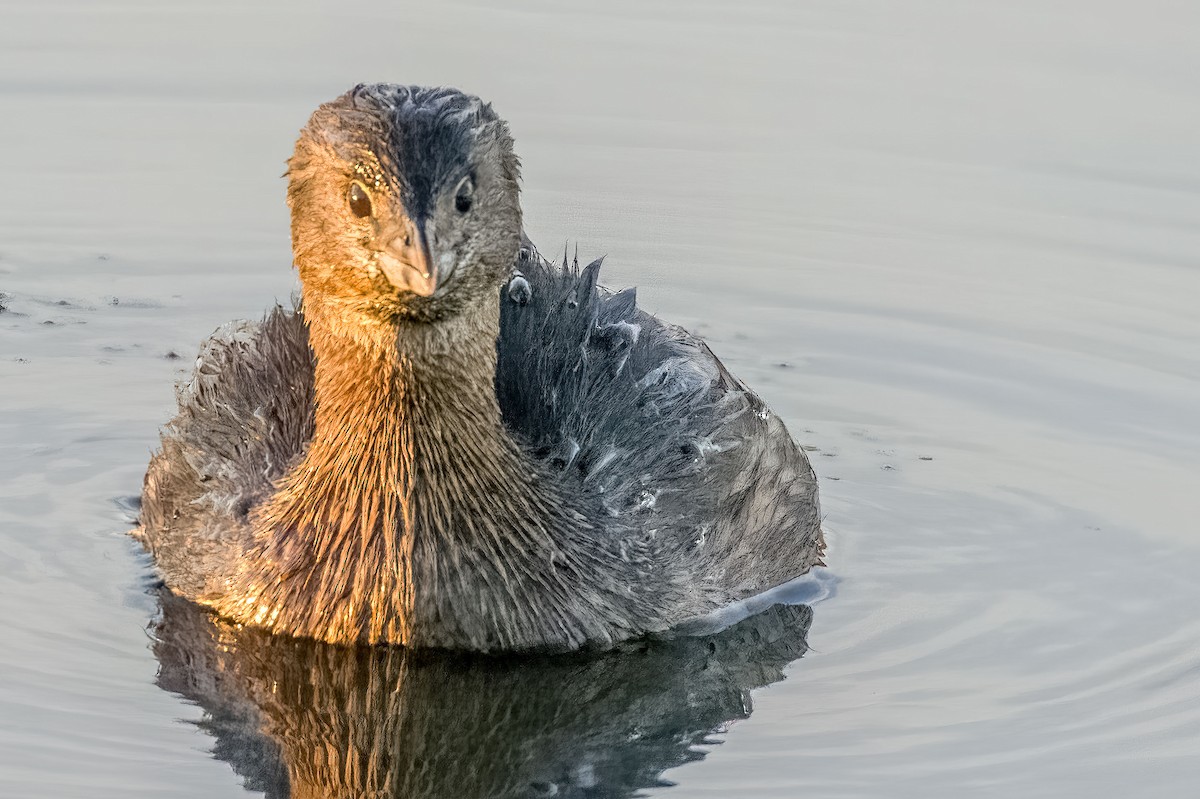 Pied-billed Grebe - ML422525121