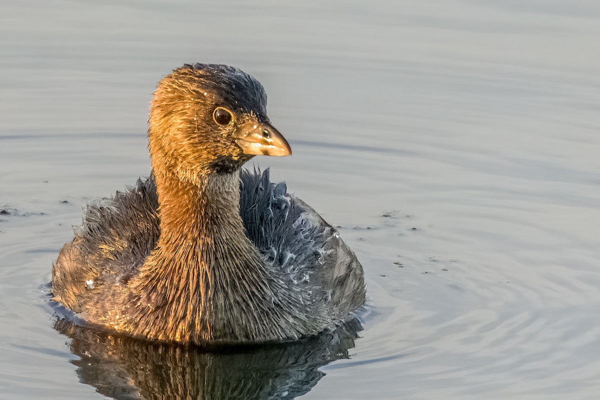 Pied-billed Grebe - ML422525141