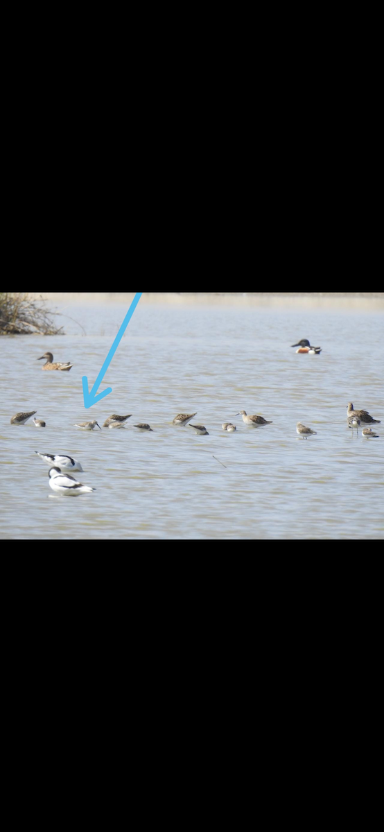 Dunlin - ML422525441