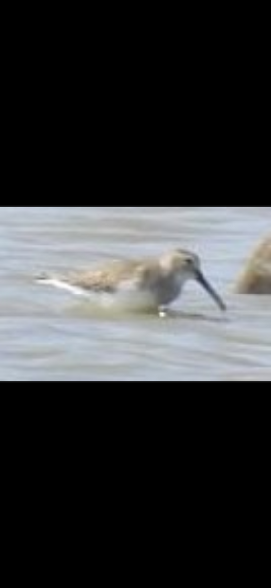 Dunlin - ML422525451