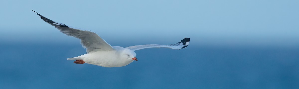 Silver Gull - ML422525781