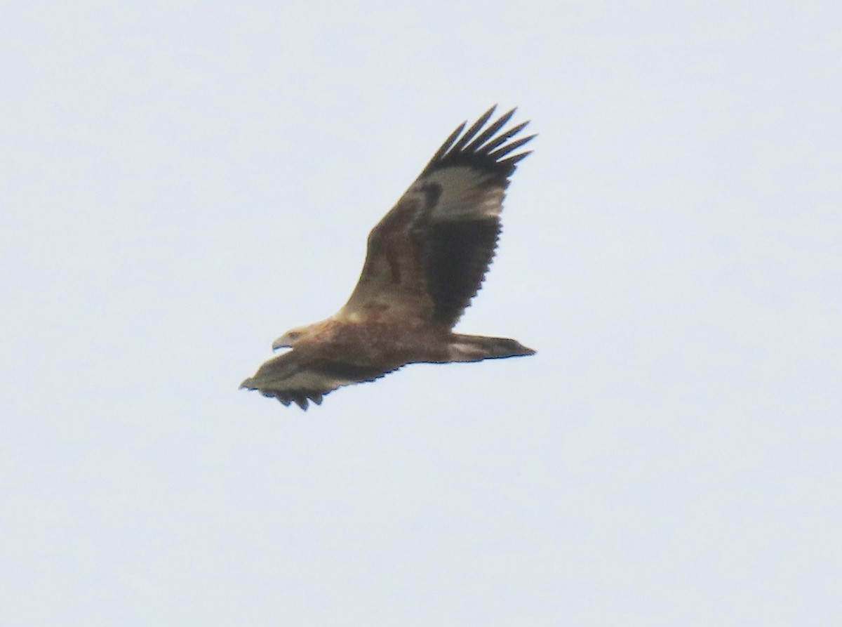 White-bellied Sea-Eagle - ML422526021