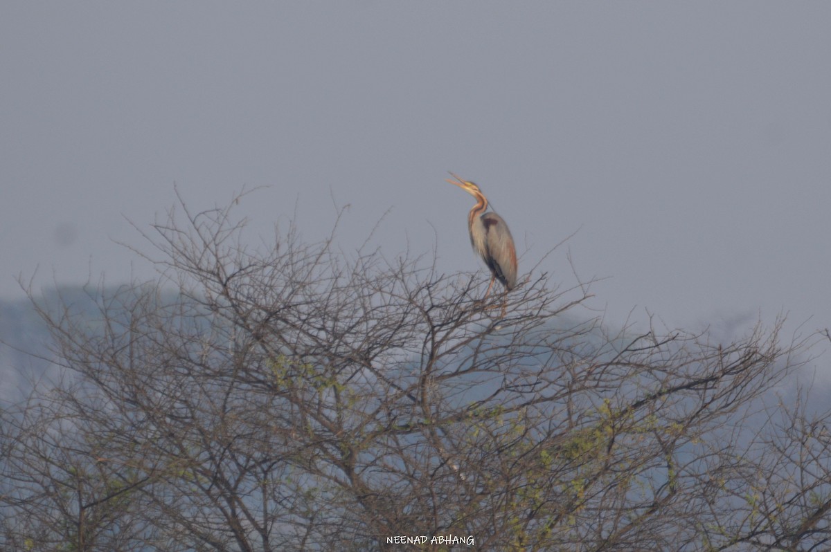 Purple Heron - ML422527371