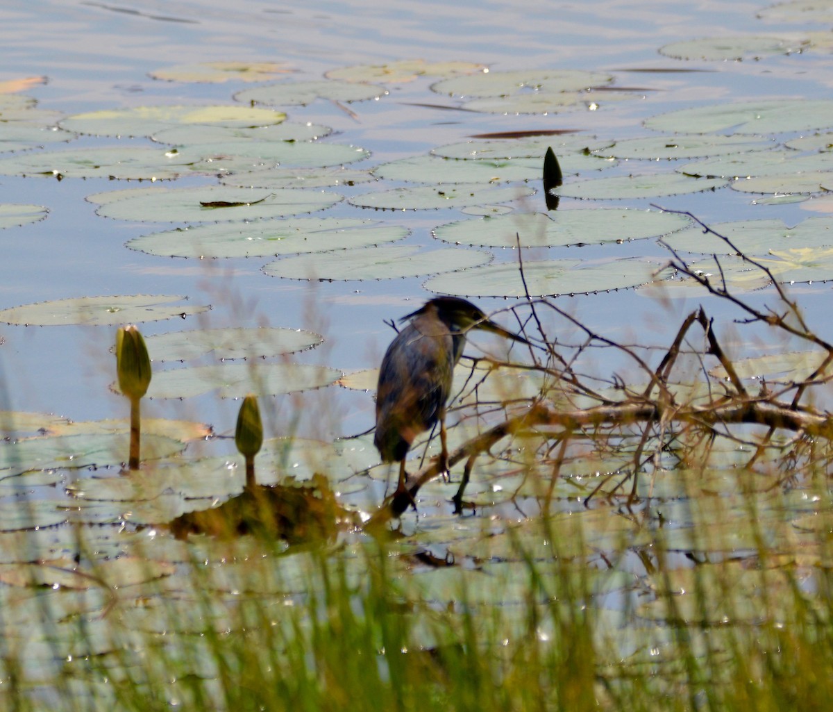 Striated Heron - ML422528621