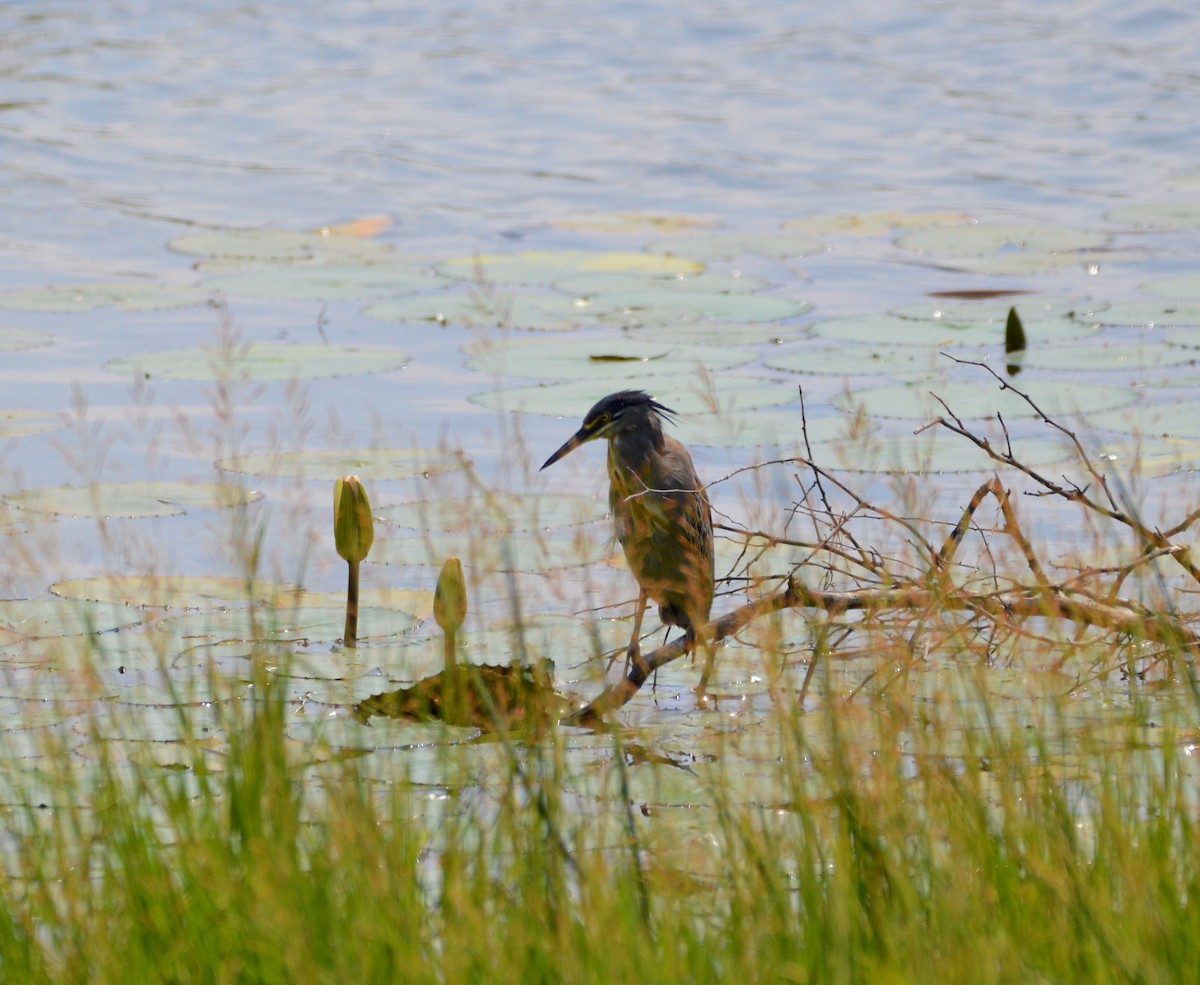 Striated Heron - ML422528671