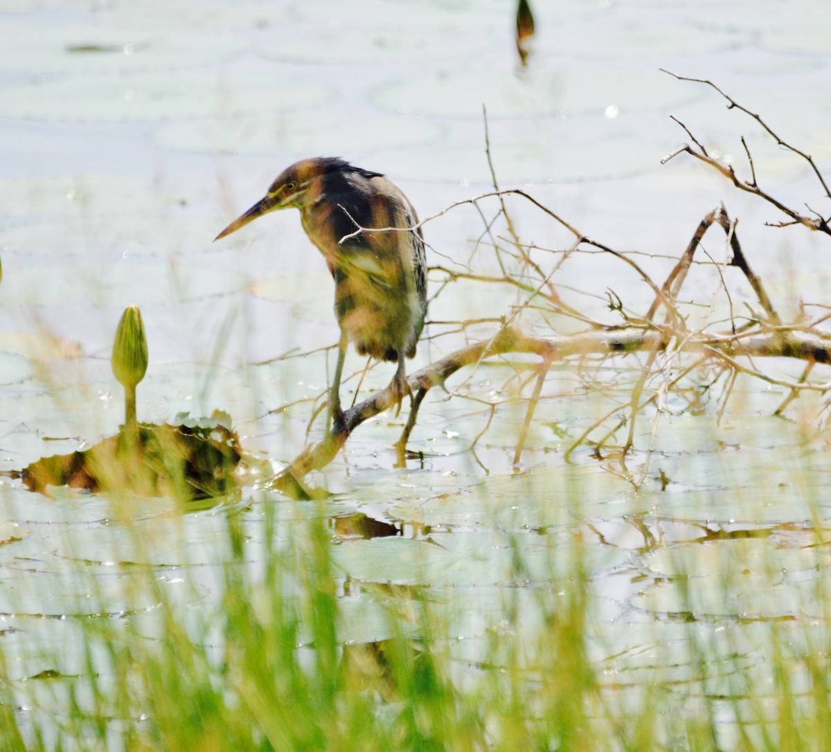 Striated Heron - Joachim Trumpelmann