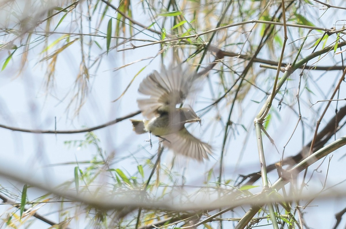 Muscicapa sp. - ML42252871