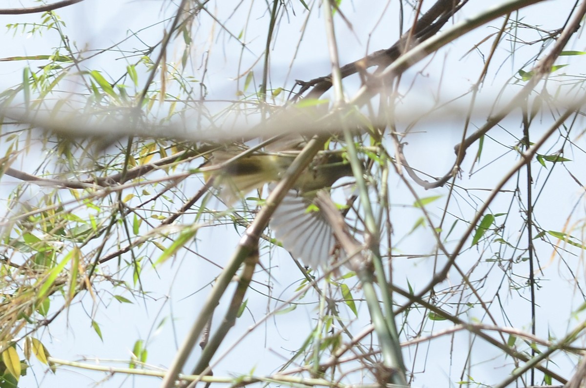 Muscicapa sp. - Nikolaj Mølgaard Thomsen