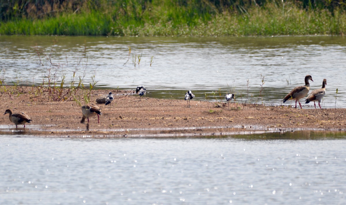 Blacksmith Lapwing - ML422529831