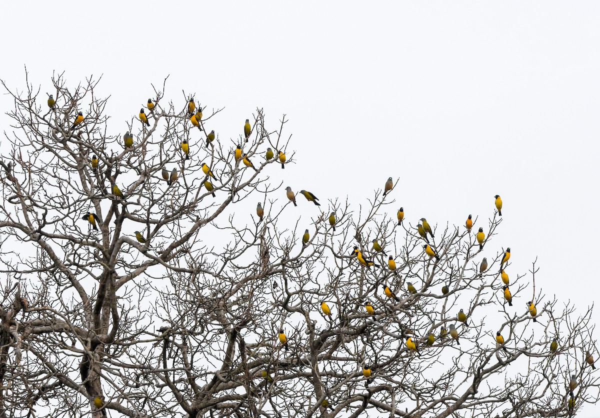 Black-and-yellow Grosbeak - Prasanna Venkatesh