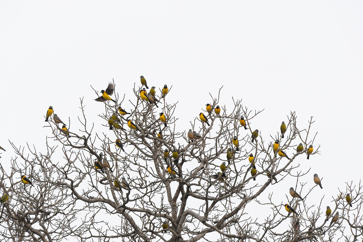 Collared Grosbeak - ML422530111