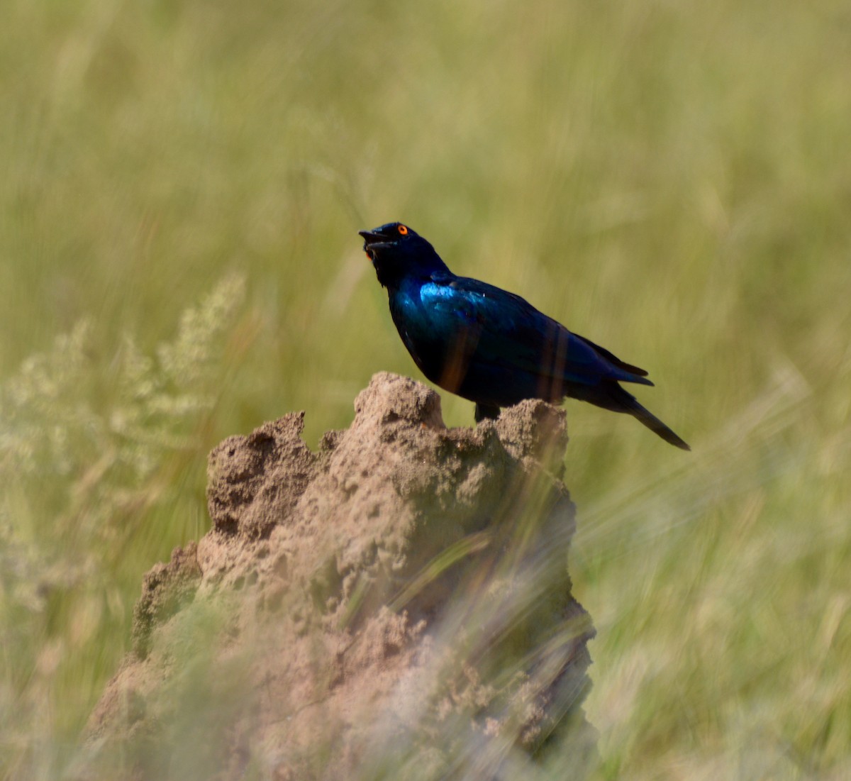 Cape Starling - ML422531421