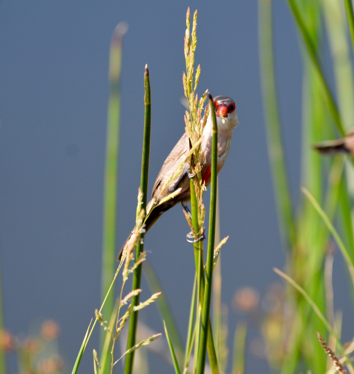 Common Waxbill - ML422532571