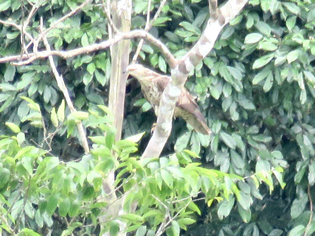 European Honey-buzzard - ML422532581