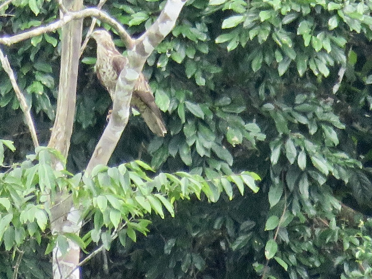 European Honey-buzzard - ML422532601