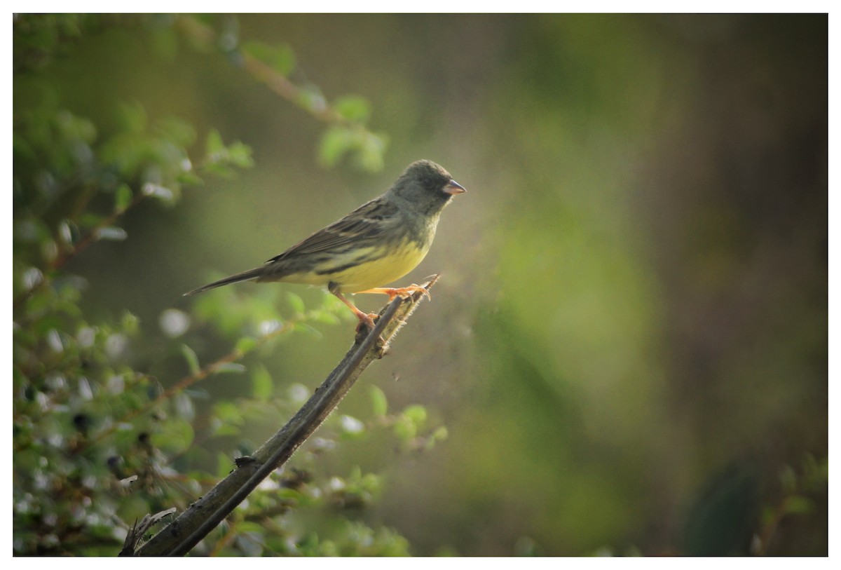 Black-faced Bunting - ML422532991