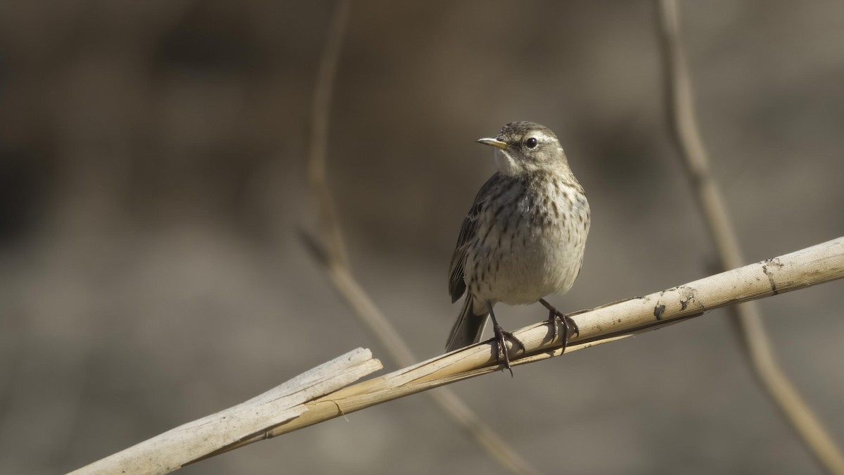 Water Pipit (Caucasian) - ML422533501