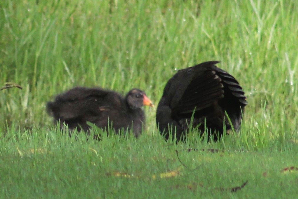 Dusky Moorhen - ML422535871