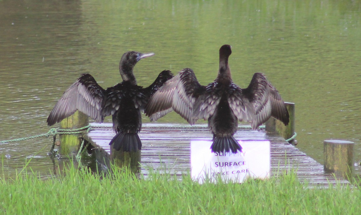 Little Black Cormorant - ML422535911