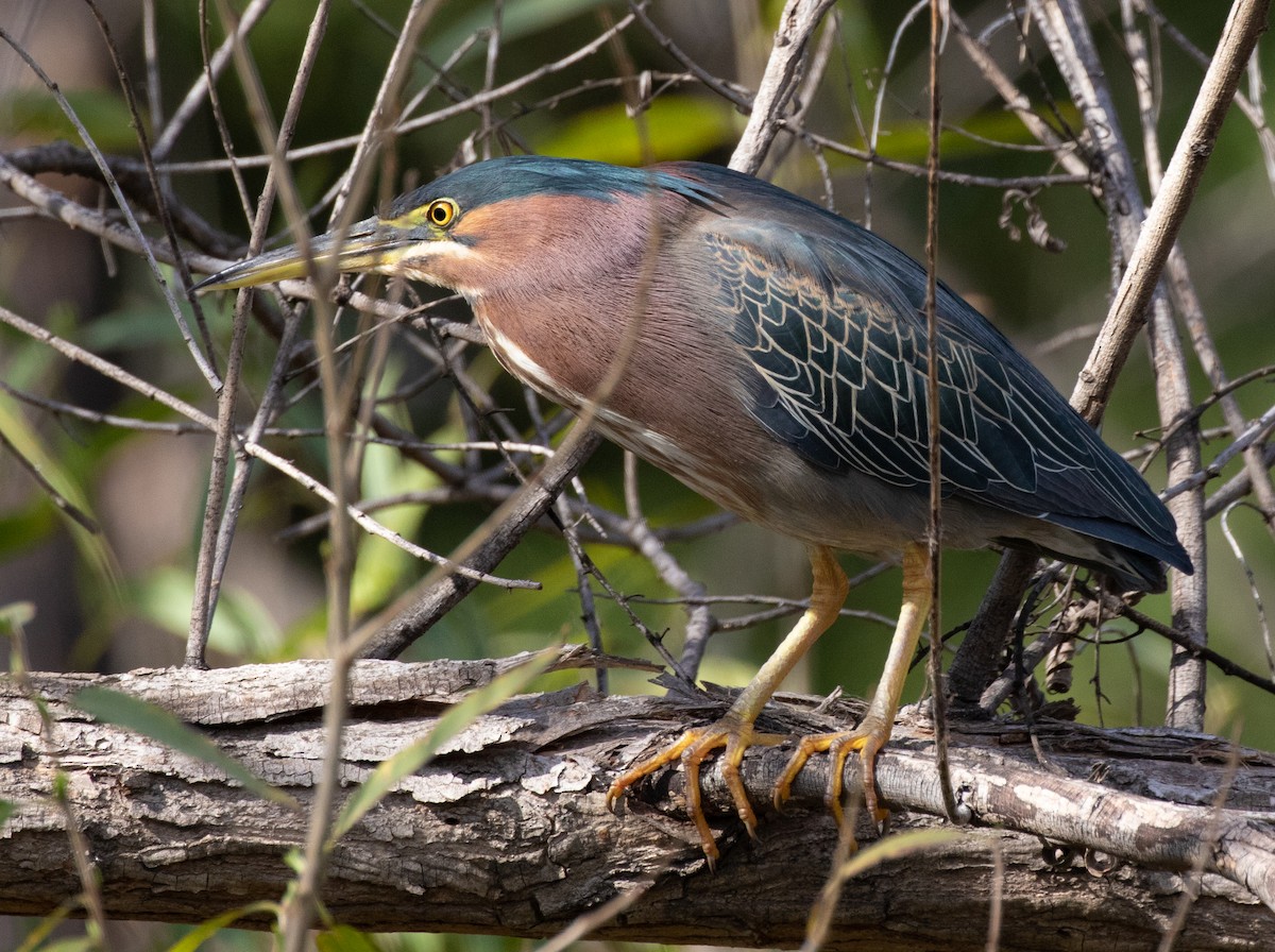 Green Heron (anthonyi) - ML422537411