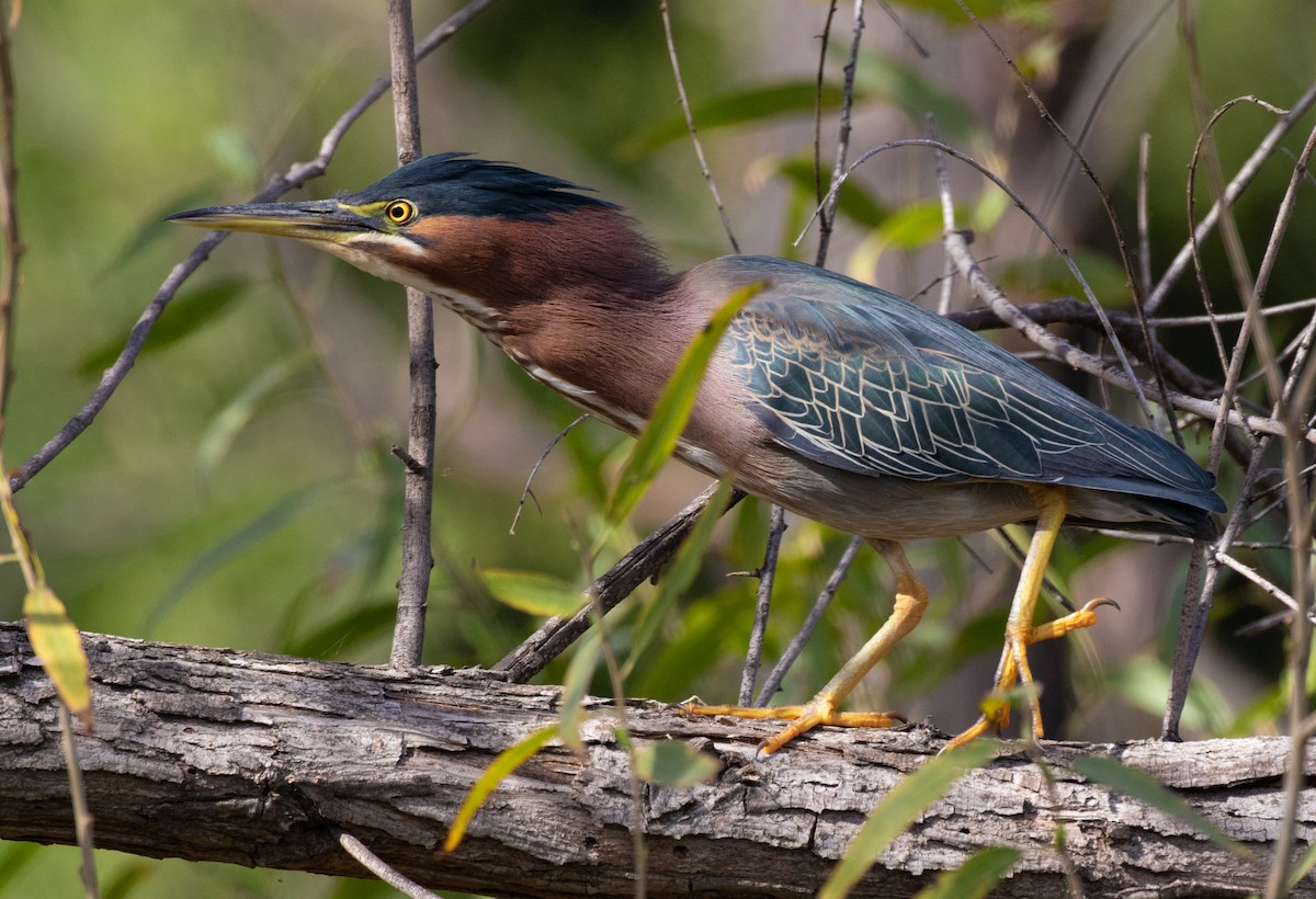 Green Heron (anthonyi) - ML422537461