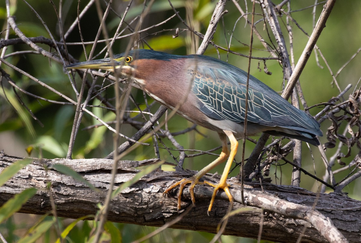 Green Heron (anthonyi) - ML422537471