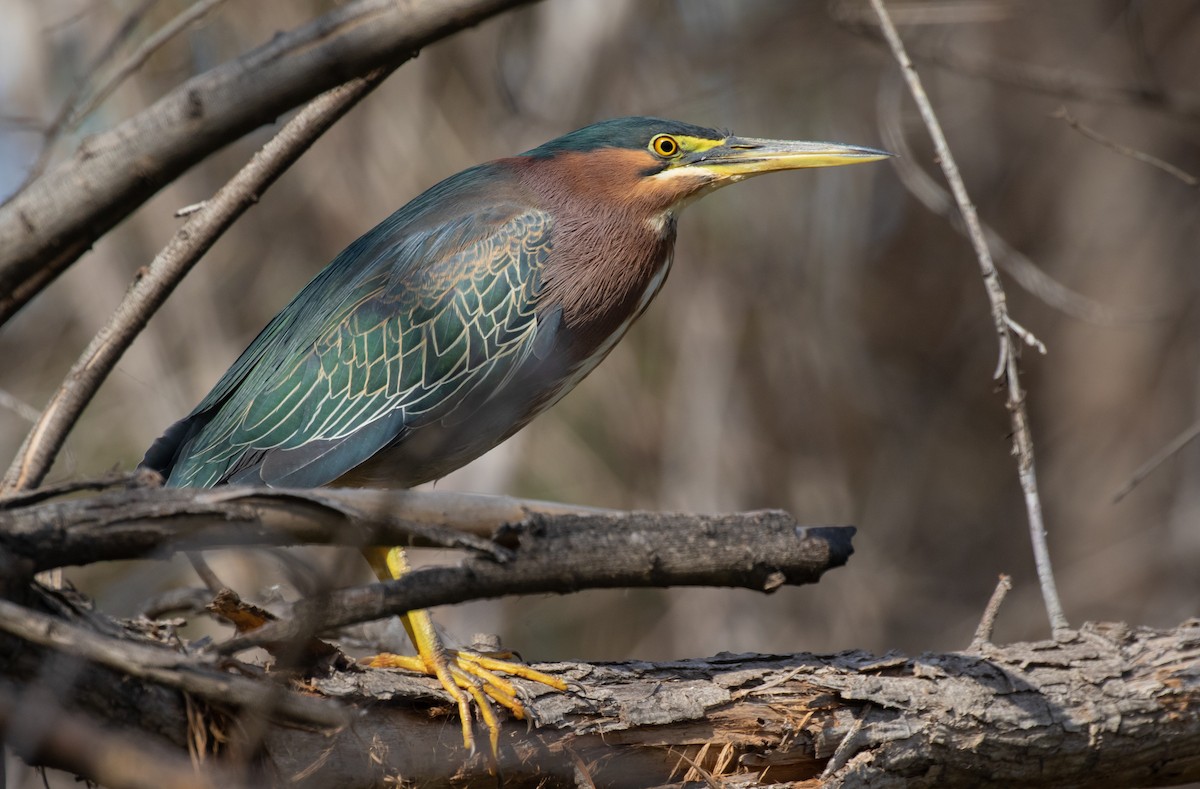 Green Heron (anthonyi) - ML422537481