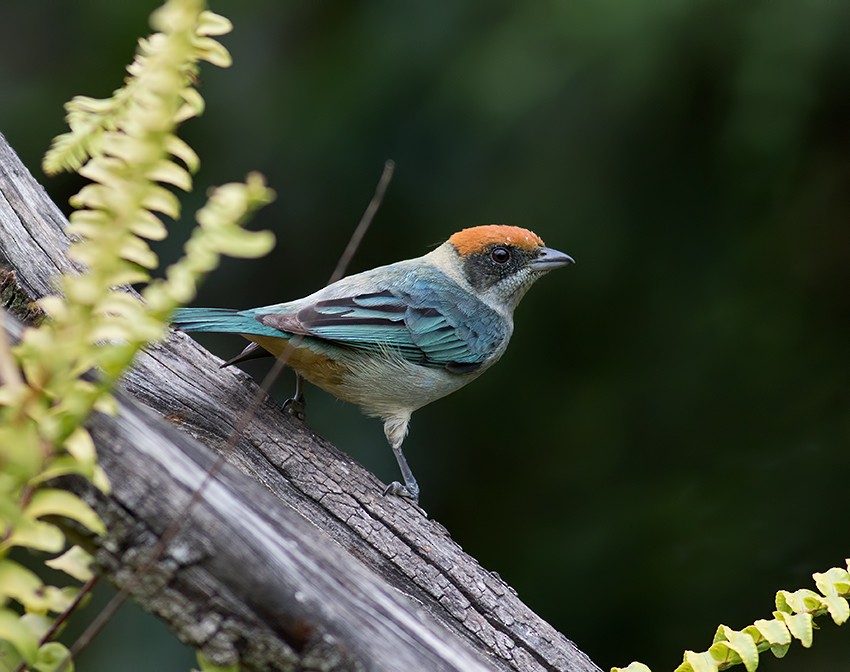 Scrub Tanager - ML42253871