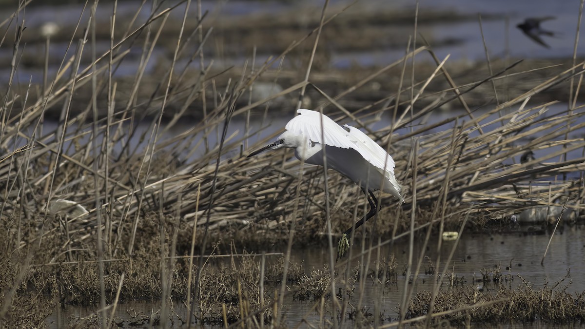 Little Egret (Western) - ML422539201