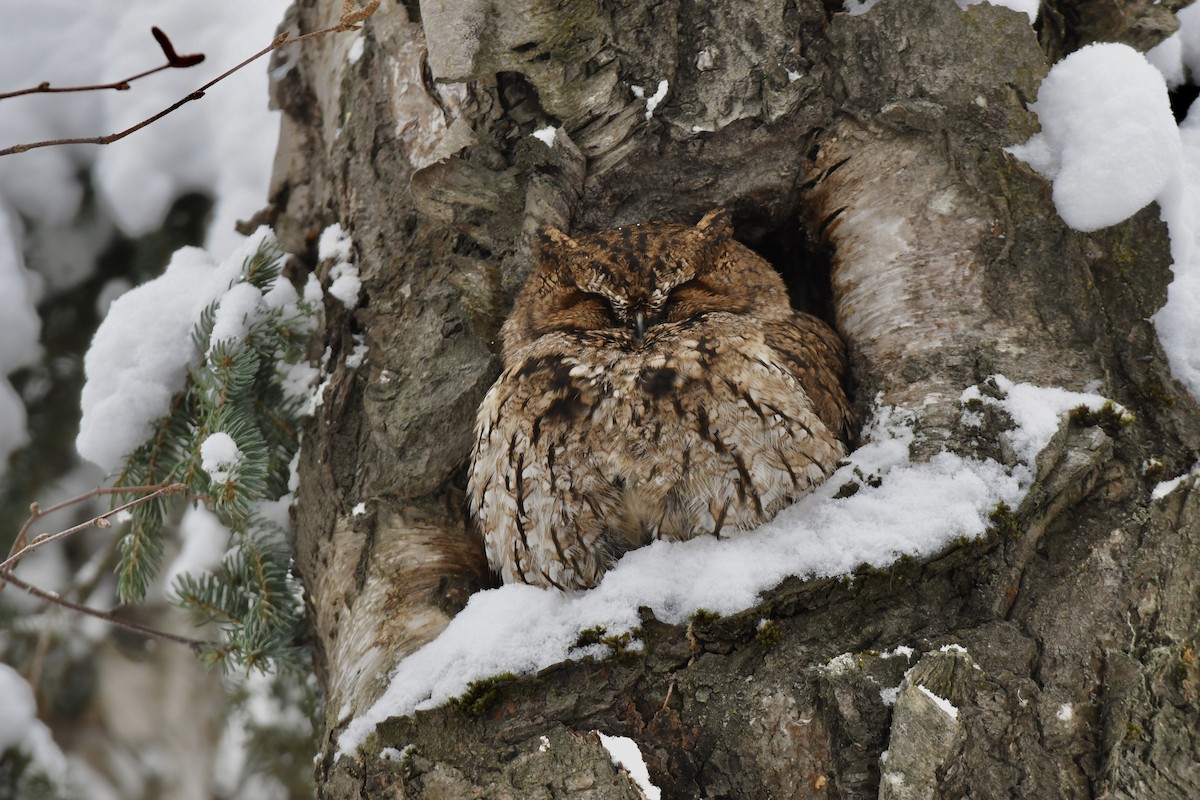 Western Screech-Owl - ML422539871